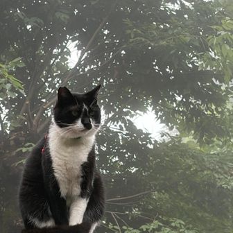 猫🐈目を合わせない