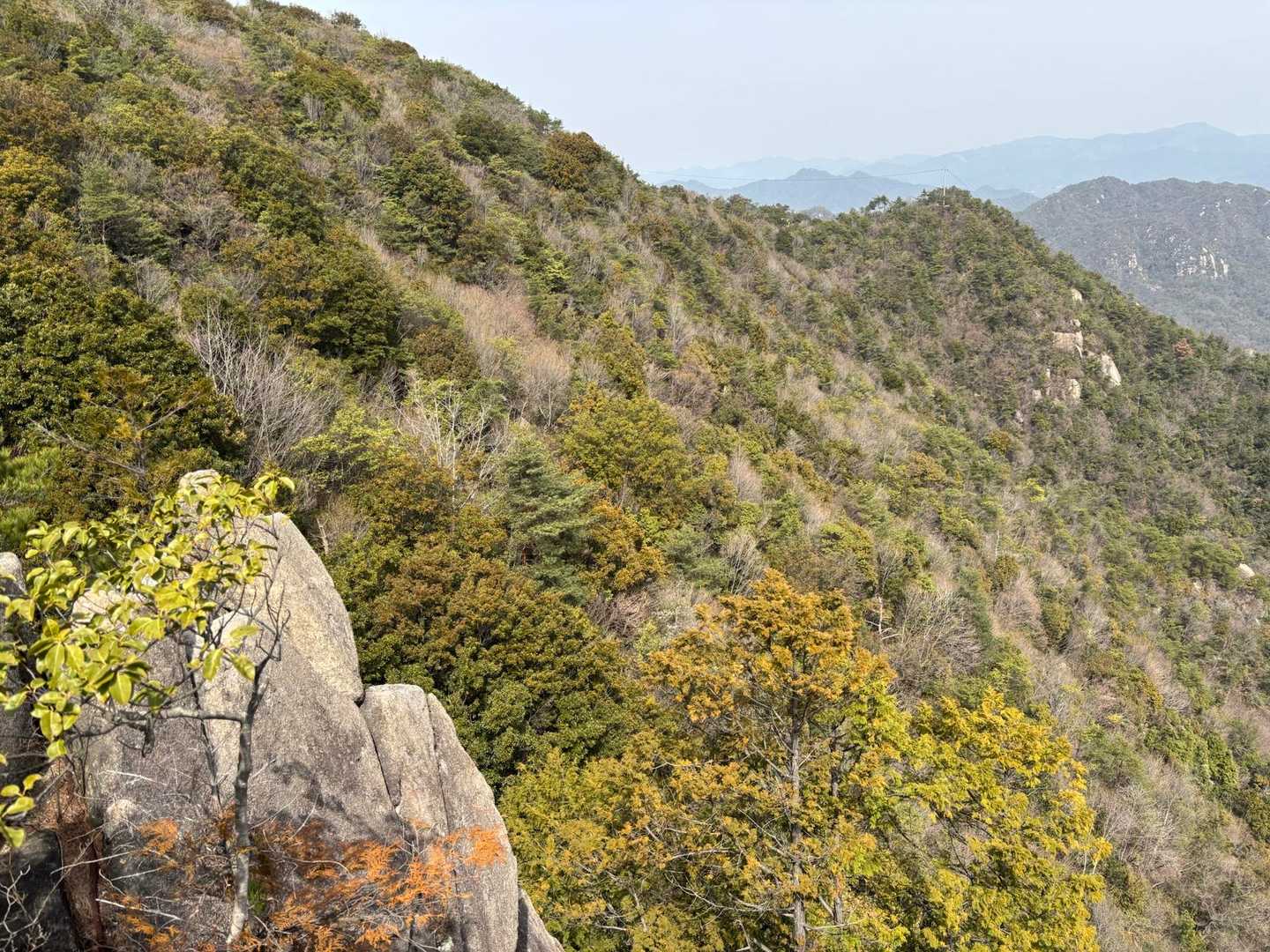 師匠が見せたかったというのは、この谷の斜面
ちょうど1年前の同じ日は
タムシバが満開だったそうなのだが、
今日は全く白い花をつけた木が見えない🤔🥺