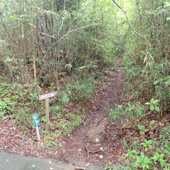 きのこ山に向かう関東ふれあいの道の入り口。雨が本降りになってきました。