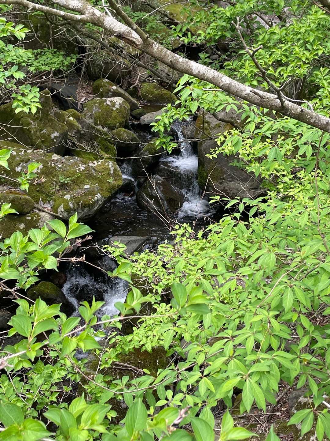 明星ヶ岳 往復コースの写真