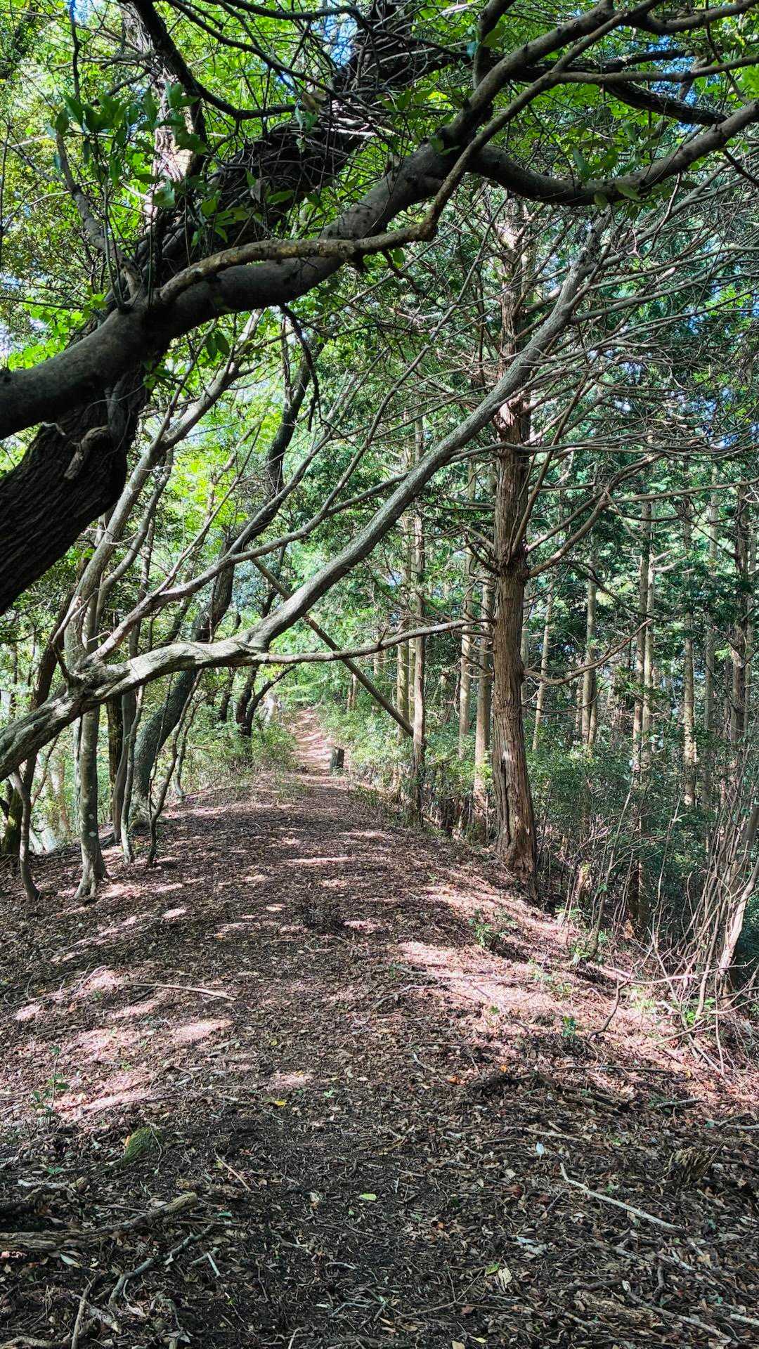 旅伏峰-伊努谷峠-鼻高山 往復コースの写真