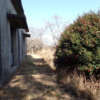 前方にサザンカ