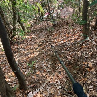 山頂付近は斜度が高いので注意して下ります。
斜度の高さに加え、落ち葉の絨毯ですからね。