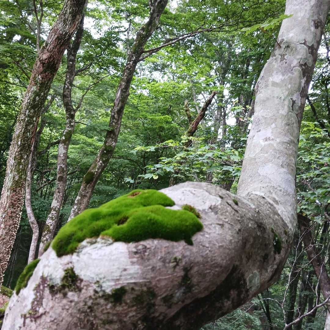 恐竜の背中