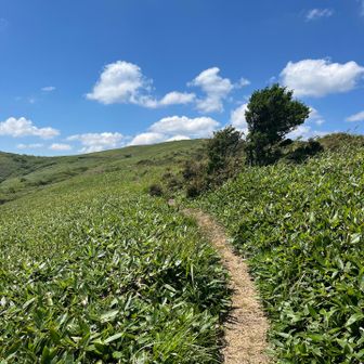 日差しが強い