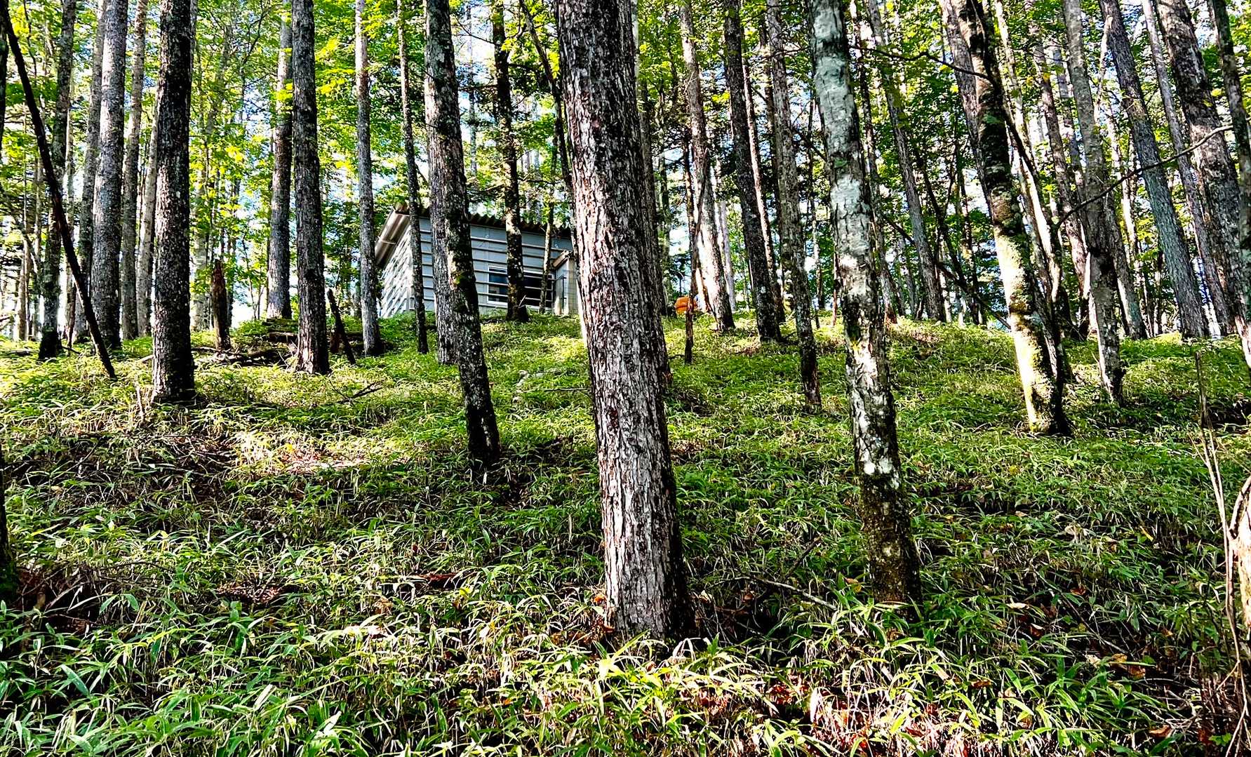 ホクギノ平からは笹の山に変化、小屋が見えます🛖