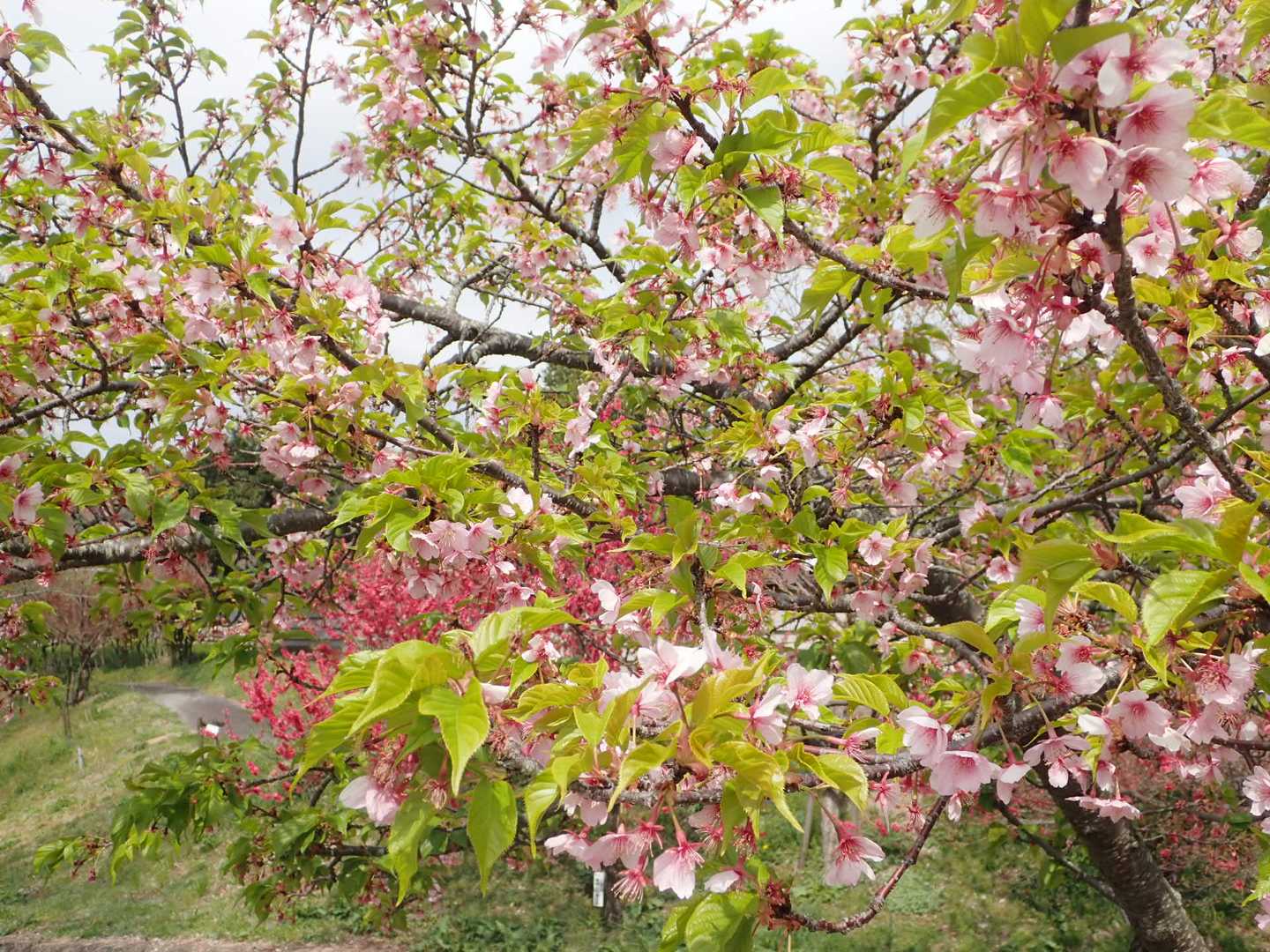 葉と花と同時にでています🌸