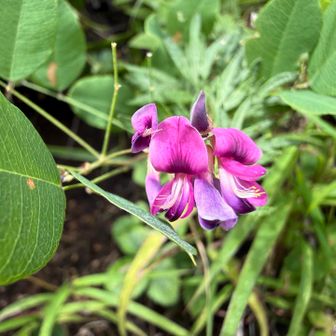 ヤマハギ（山萩）

高座山登山道で、とても目を引く秋に咲く花。
紫色の花🟣とても綺麗🤩