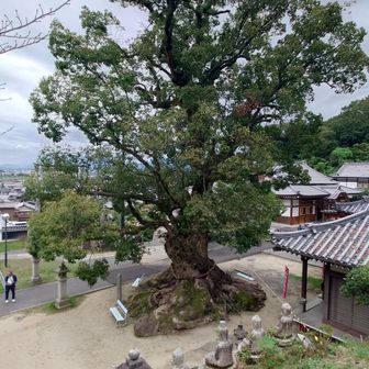 お寺の🌳