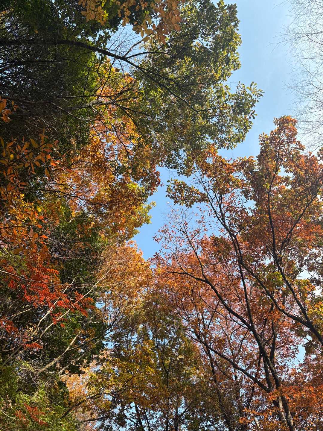 星田連山｜大阪西部の里山探訪。吊橋「星のブランコ」を渡ろう！の写真