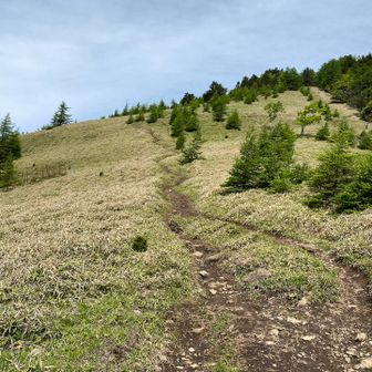 石丸峠から見た熊沢山への笹道