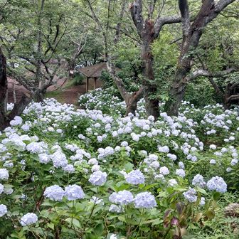 春に桜吹雪を紹介した、香貫山・桜台ですが、この時期はアジサイまみれになります。