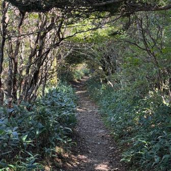 緑のトンネル、気持ちいい