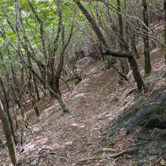 山全体に鹿の食害あり