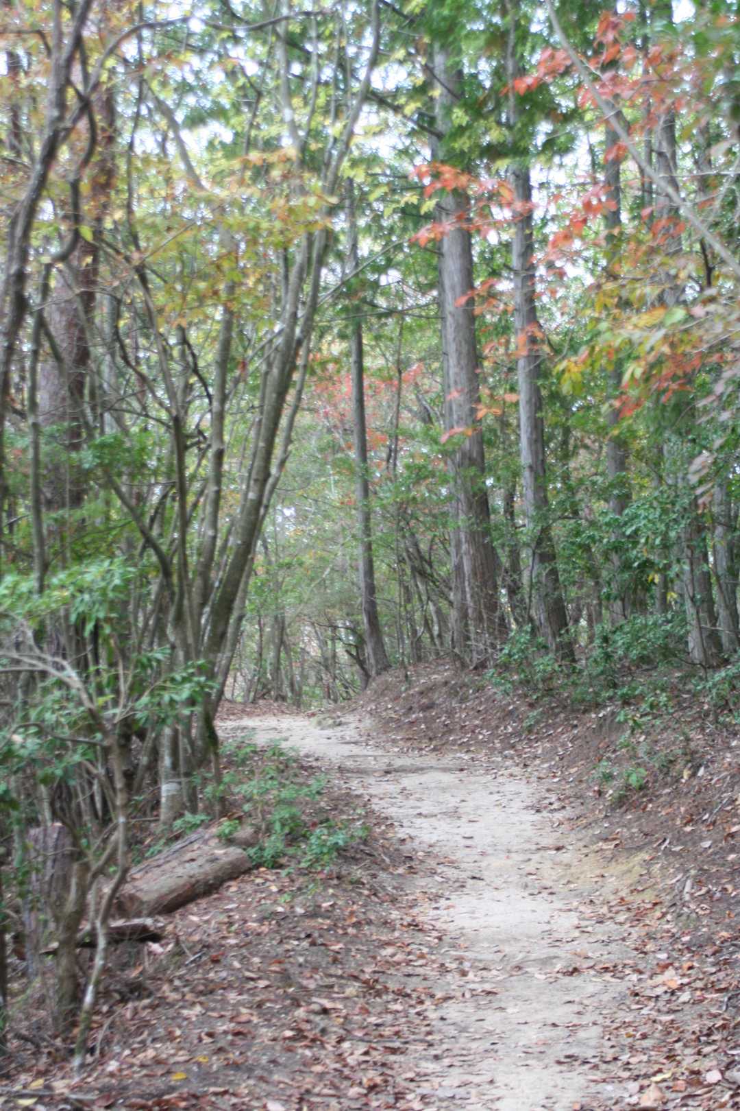 毛利元就の墓所に向かって下山、良い道です