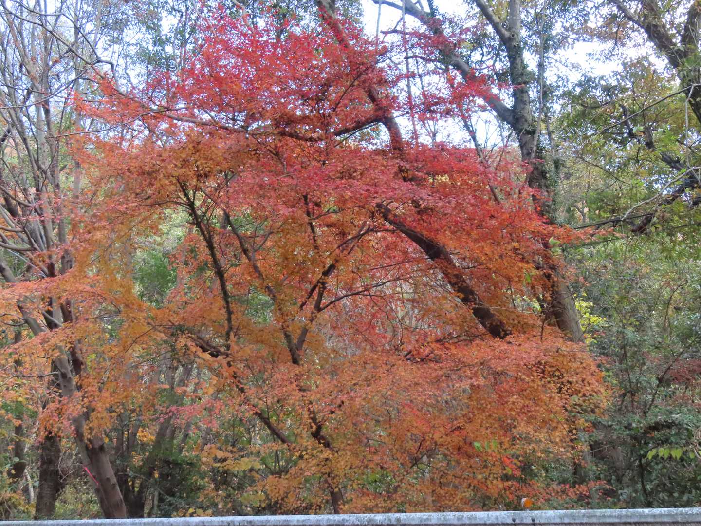 熊ヶ峰-葛城山-彦山 周回コースの写真