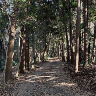 高田公園の脇の平坦な道を歩いていると、