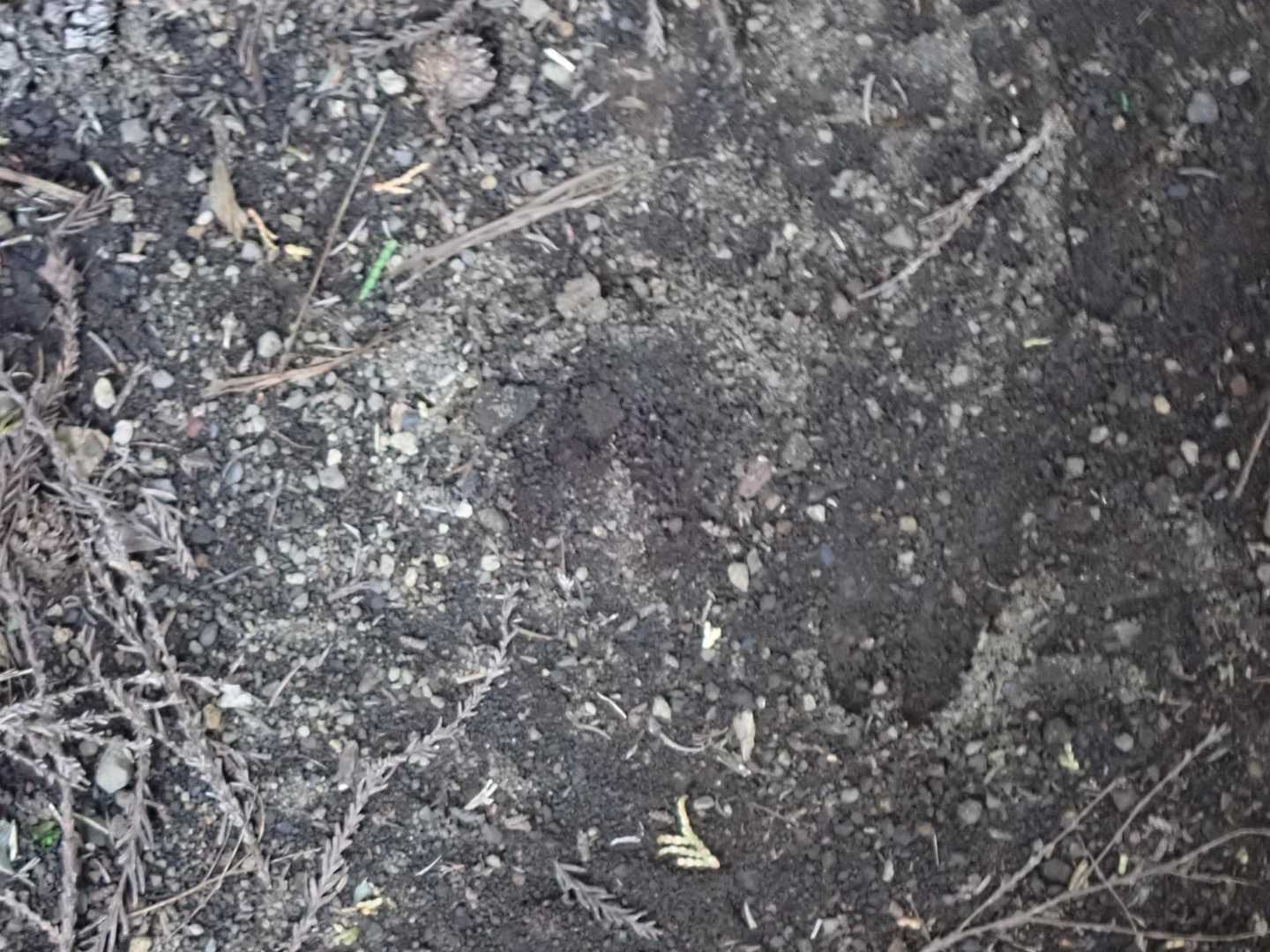 鹿さんの足跡があちこちに🦌🐾