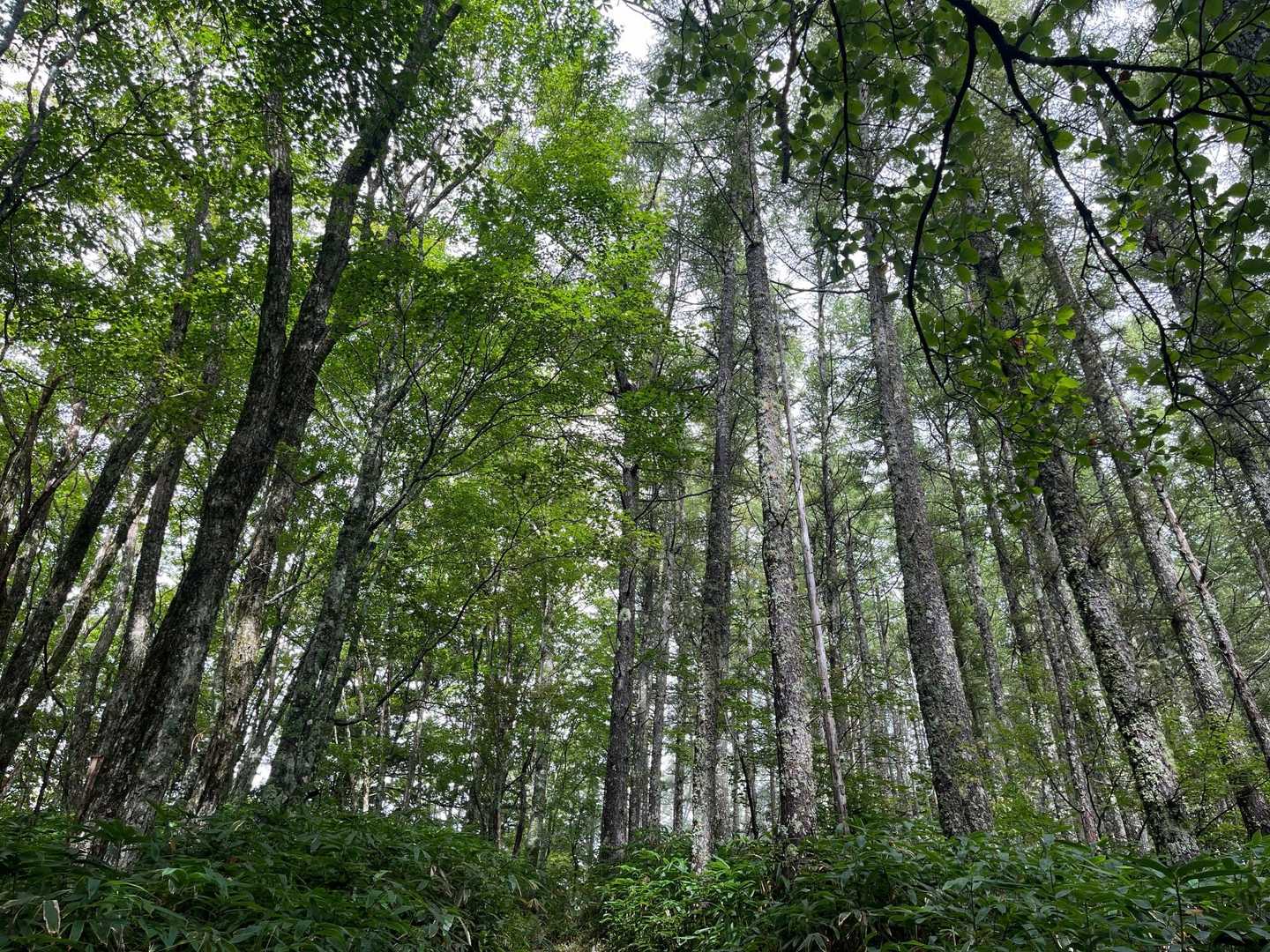 鳩打峠-小八郎岳-烏帽子岳 周回コースの写真