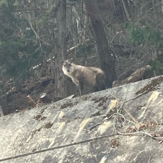 主のカモシカ、逃げないんだな。