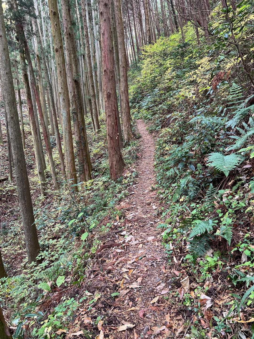 緩やかな登り