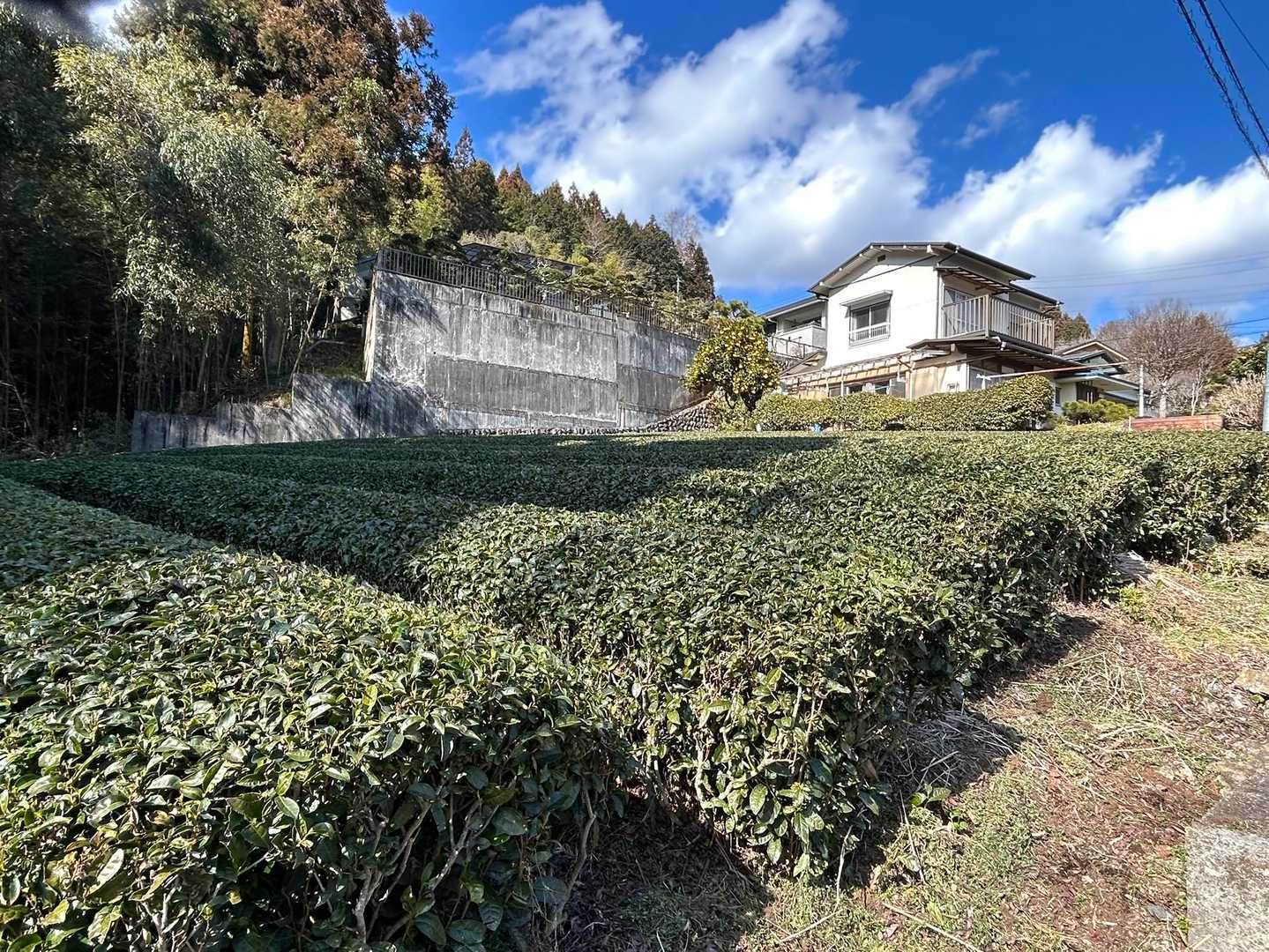 茶畑もあり。寄はお茶もみかんも名産みたいです。
静岡みたいだね