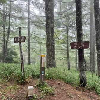 千頭星山。展望ない。2000m以上の山は久々