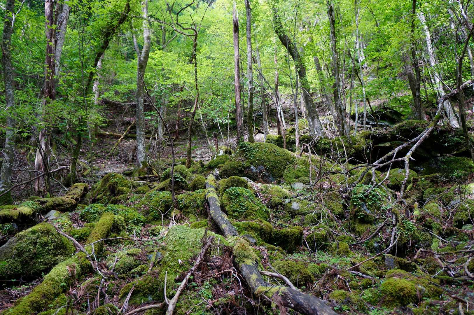 新緑と苔たちに出迎えられ