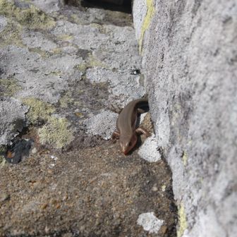 山頂の祠から出て来た😅
動物❗