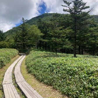 尾瀬❓