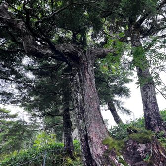 こんな松の木の形見たことある！？
パッカーン