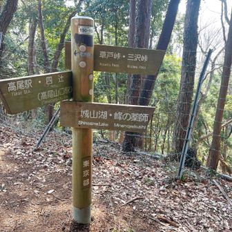 高尾山口から登ってくる道と合流します。ここからは羽虫がぐんと減って快適に！やっと解放されました