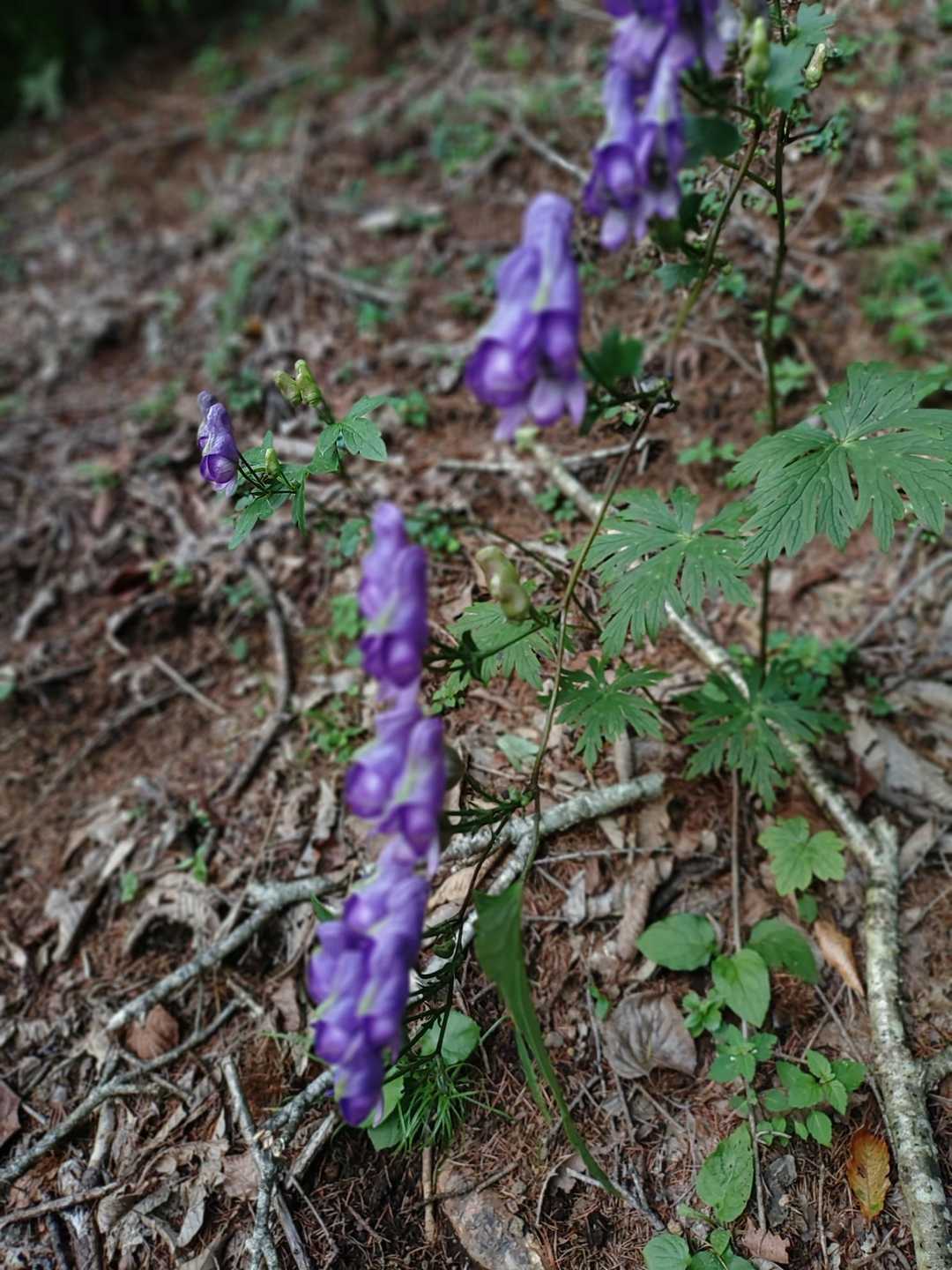 低山でもトリカブトの紫ロードが迎えてくれました💜