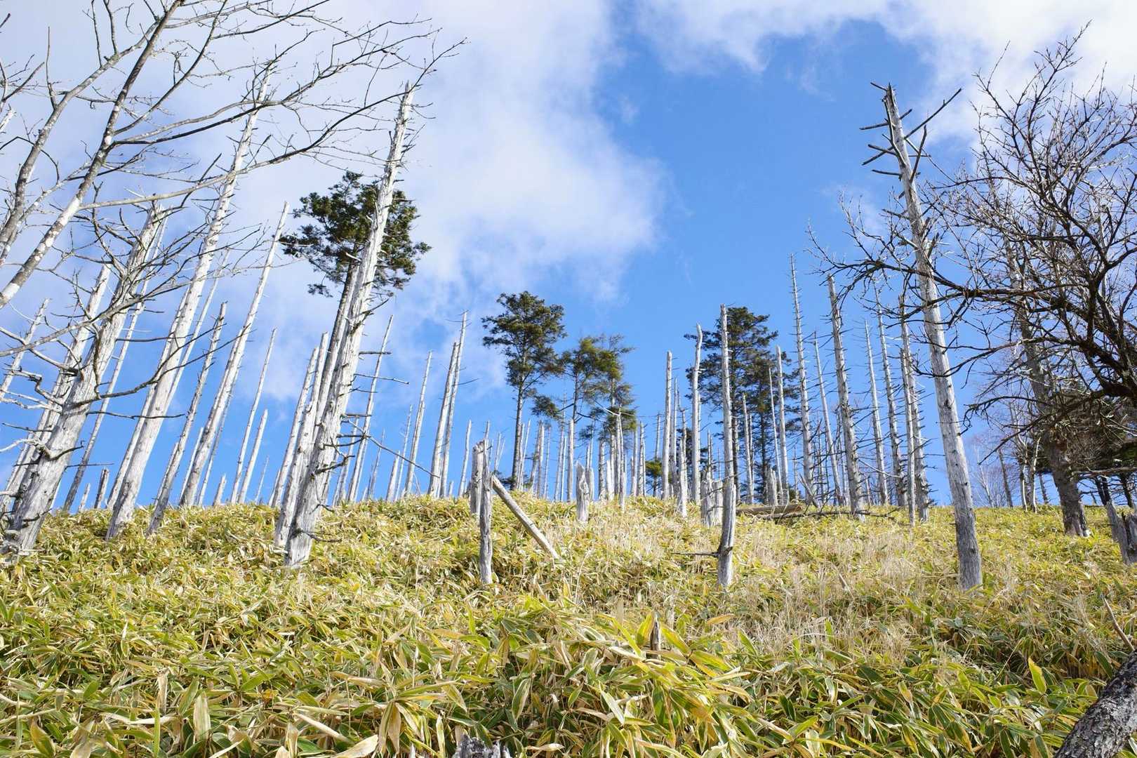 もともと山頂手前の立ち枯れは見たかったので。
こっちの空は青空も。