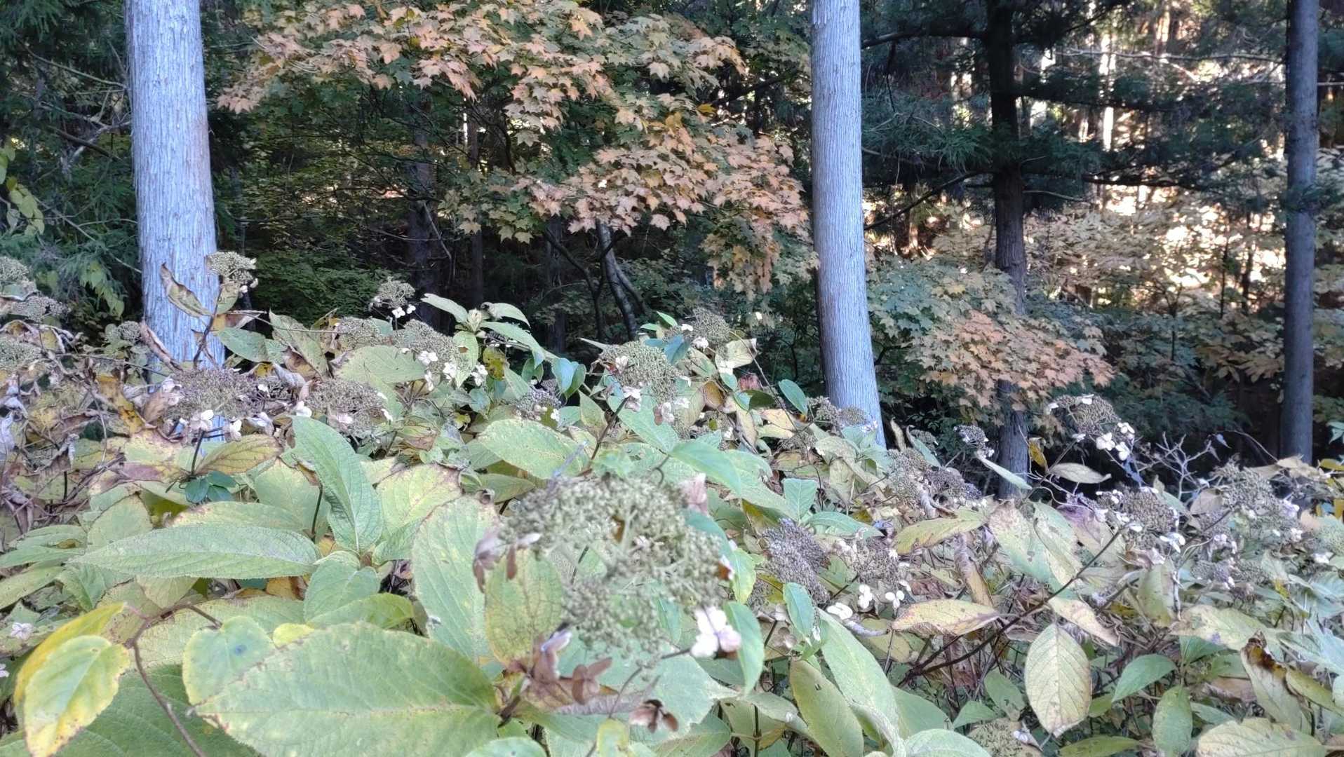 立ち枯れのタマアジサイ