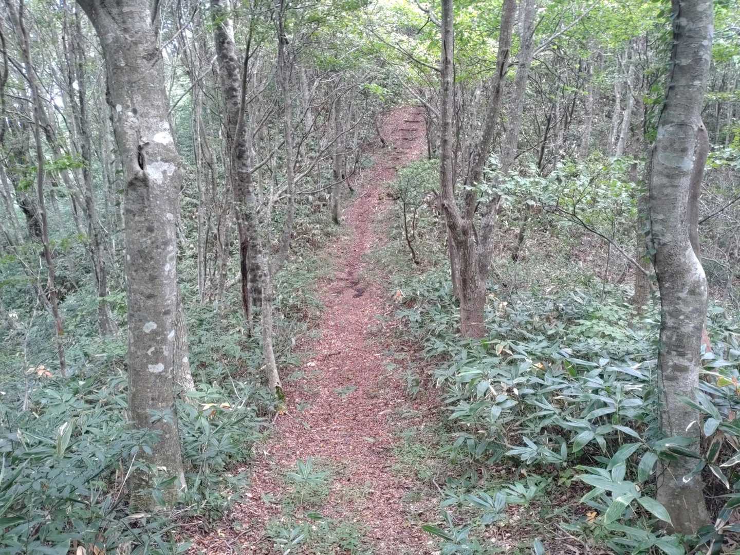 一度大きく下って、登り返し