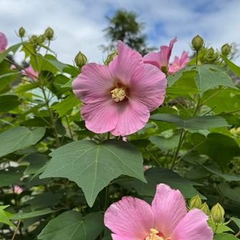 夏芙蓉。
そして、歩いてる間中、まだ蝉が鳴いていた。
　　　　
萩と芙蓉と。夏と秋のはざま感が、今なんだなぁ☺️
