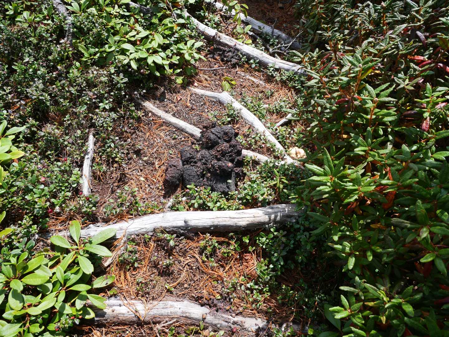 落し物が山頂を挟んで両側に何箇所か・・・
