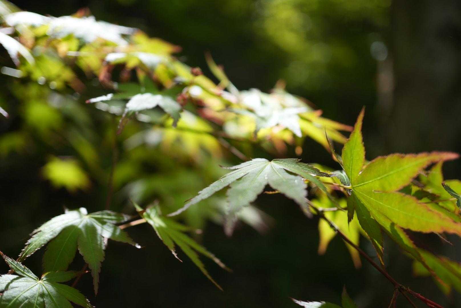 小漕港-積善山登山口-妙見神社-積善山 往復コースの写真