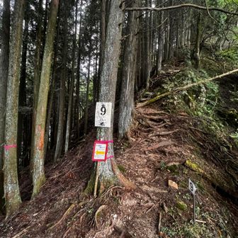 ここが西コース分岐
帰りはここからと思ってたが・・・