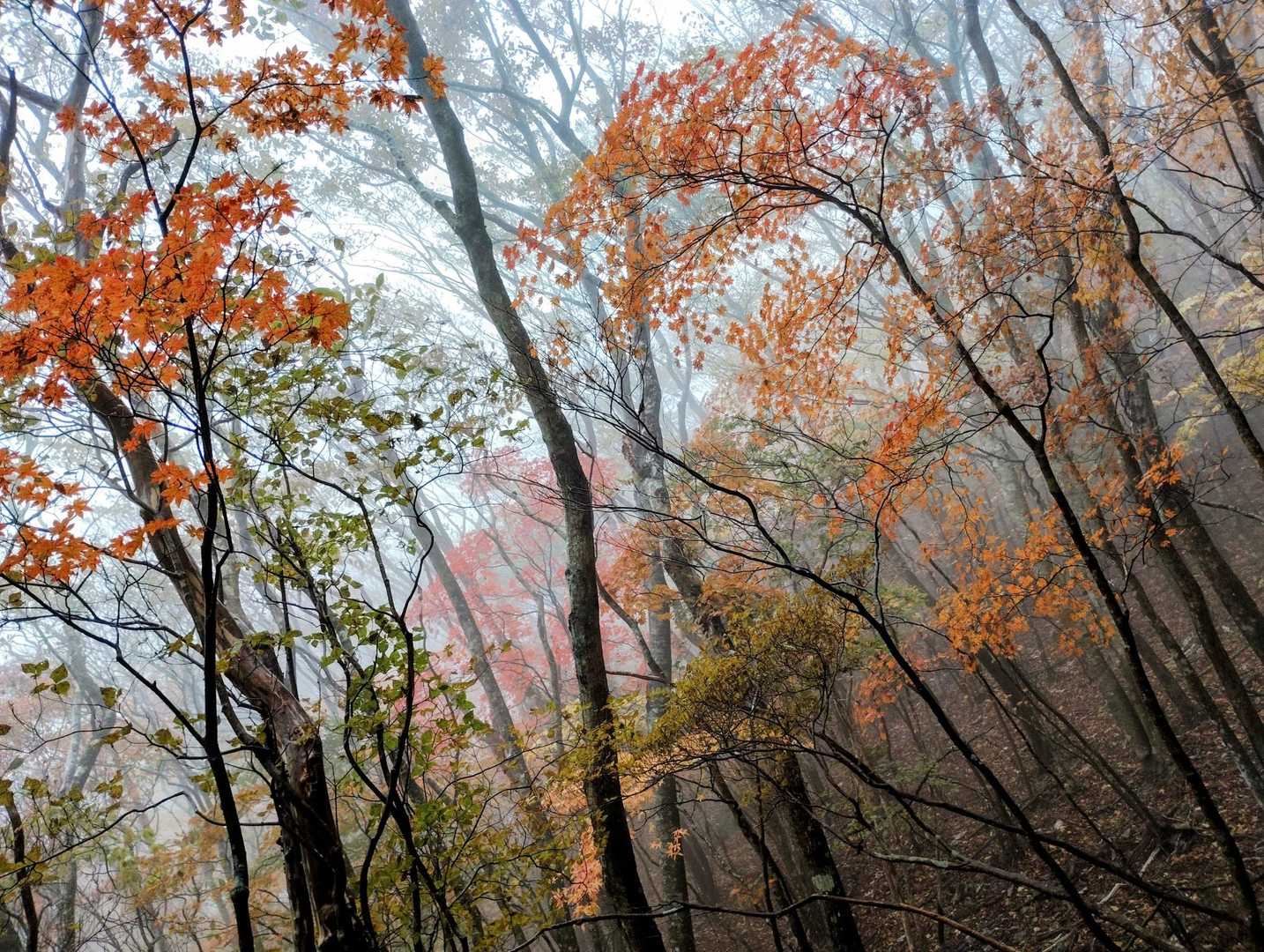 しとしと雨の🍁もよかったです😊