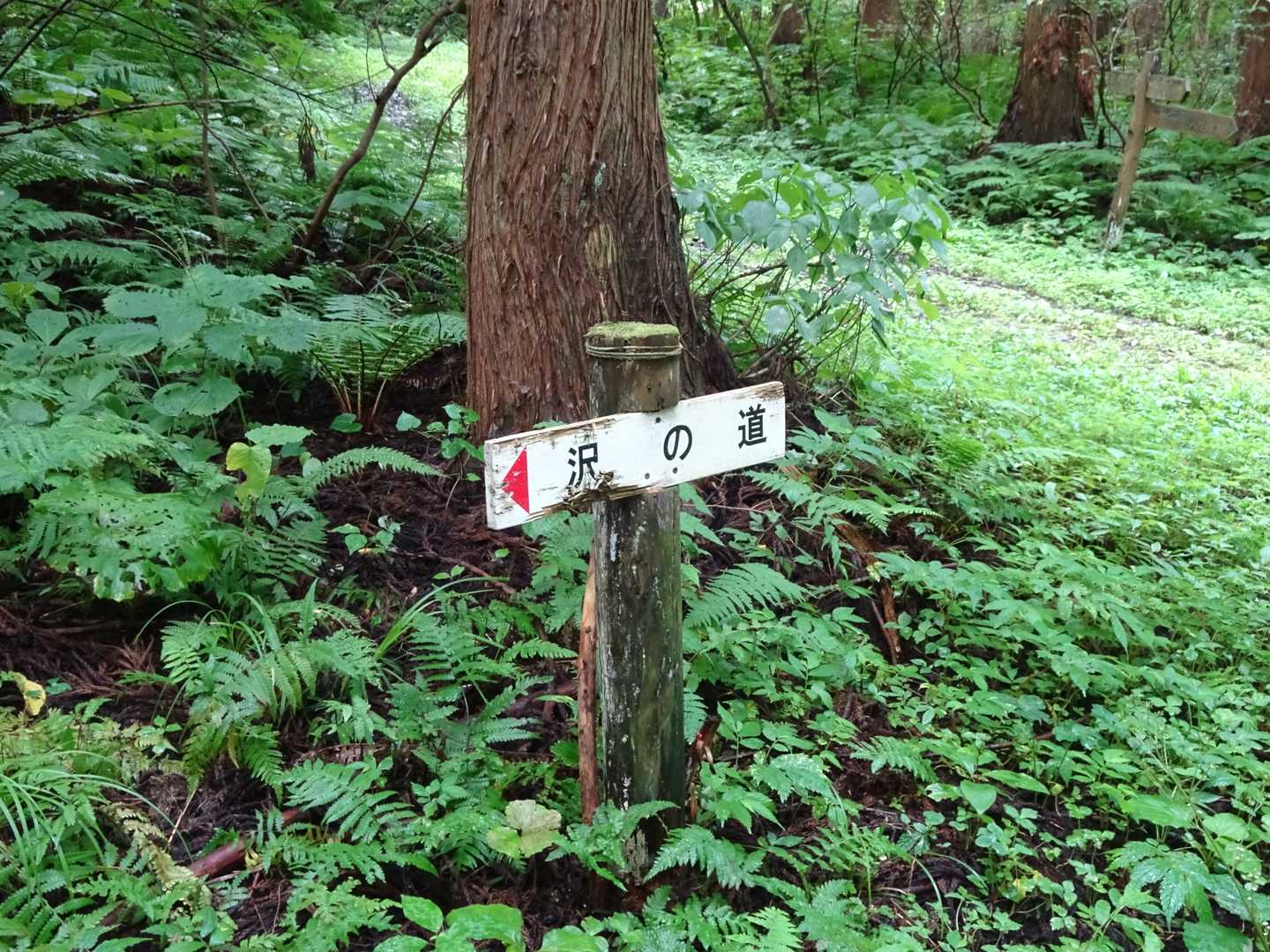 沢の道が終わって・・・