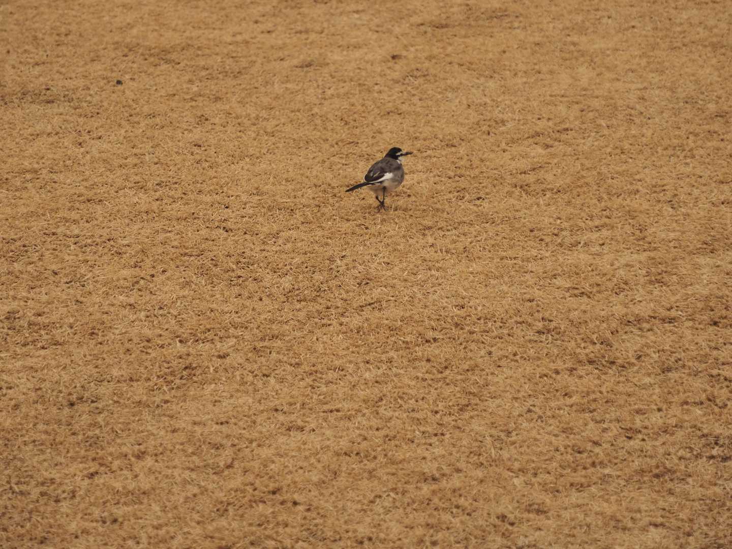 セグロセキレイ