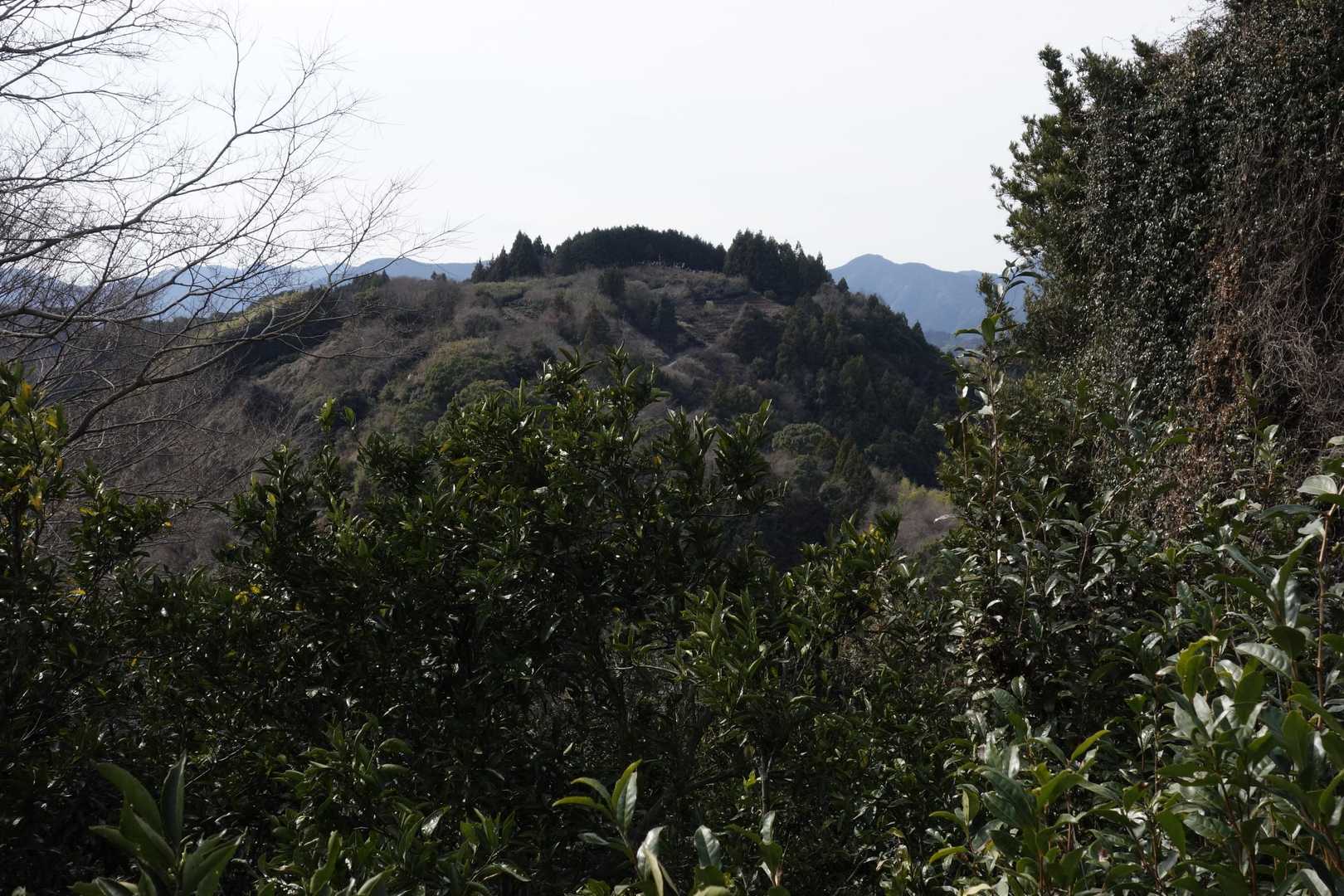 あれが一本杉🌲茶臼山