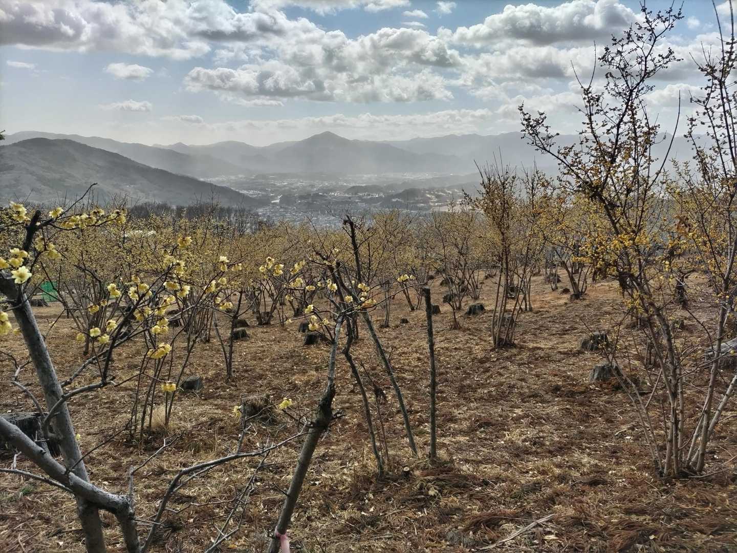 スギ花粉か…
霞がかった武甲山
蝋梅はそろそろ見納めかな