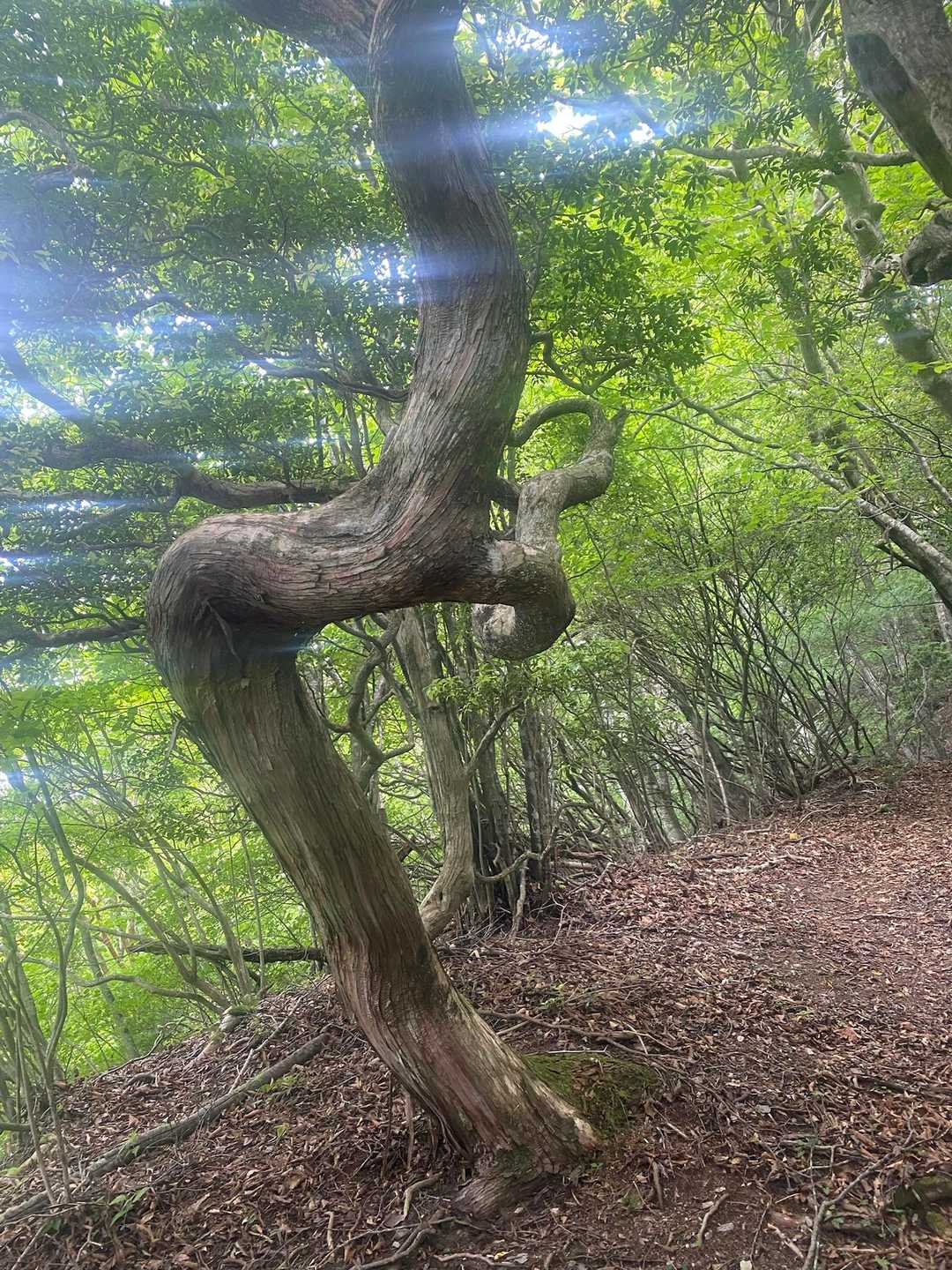 すんごい曲がりの木🪾🧐