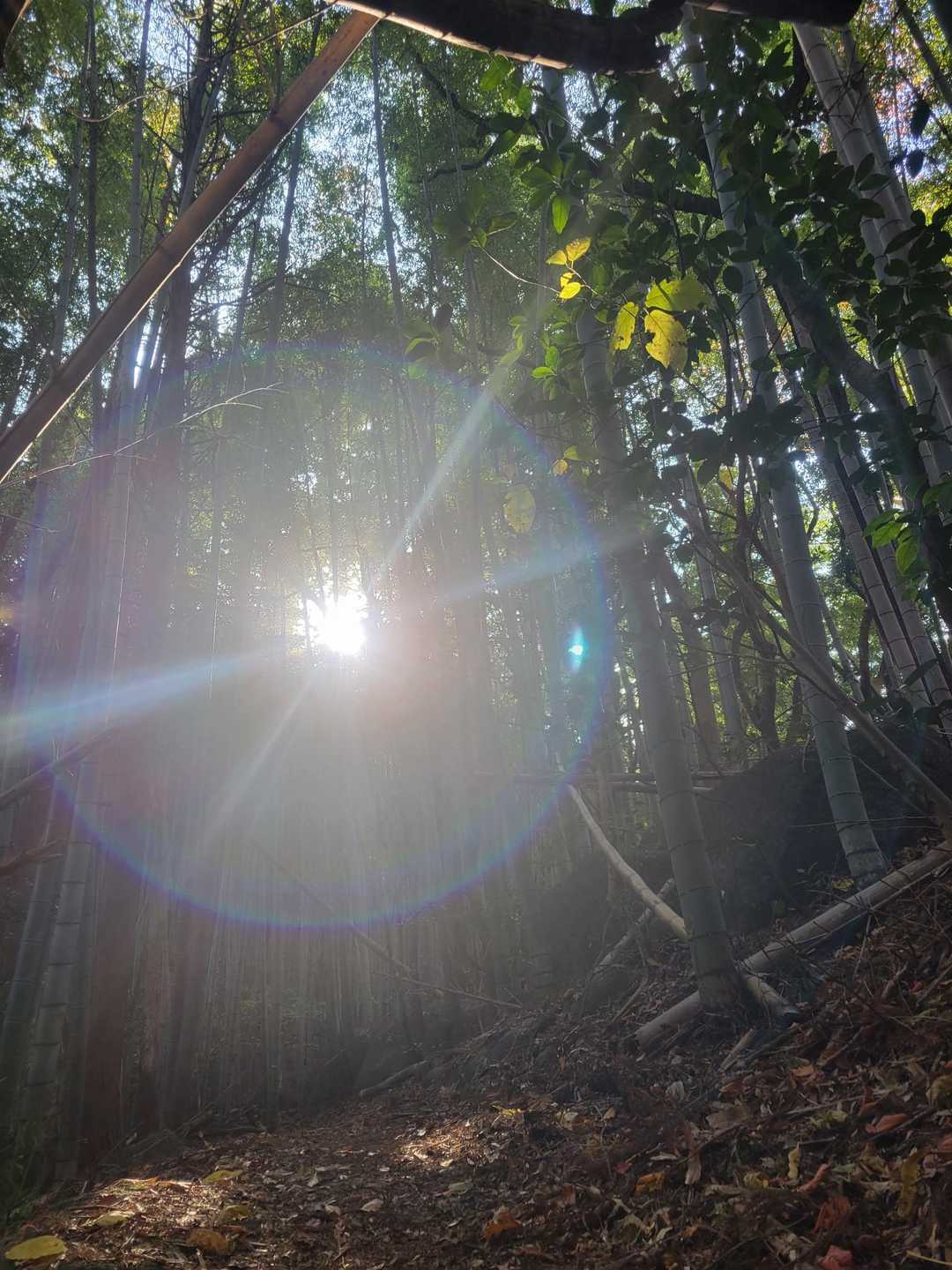 大間山-八角目峠-荒平山-三池山 往復コースの写真