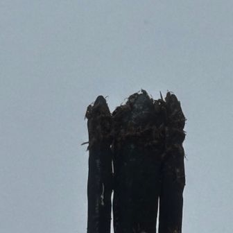分かりにくいですが、ハチだらけでした🐝