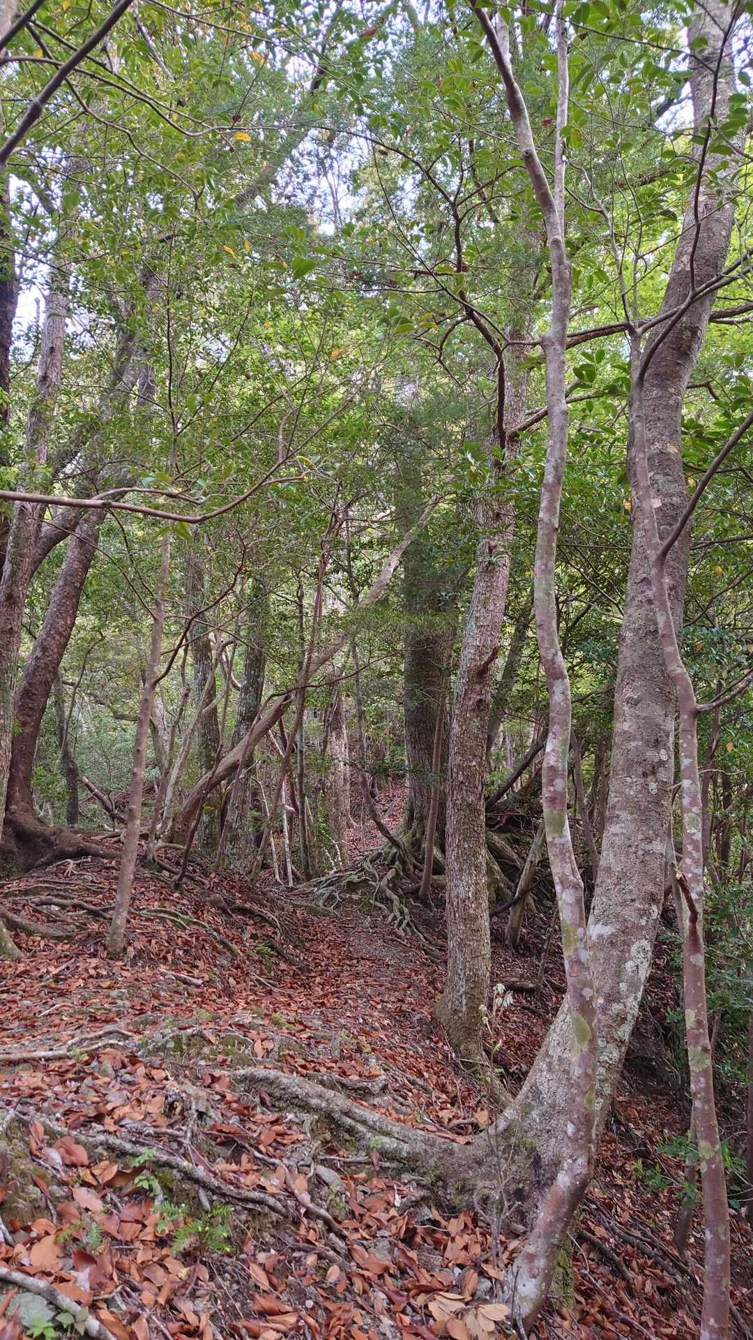 照葉樹の落ち葉なので、やたら滑る登山道を転倒注意で登って行きます。