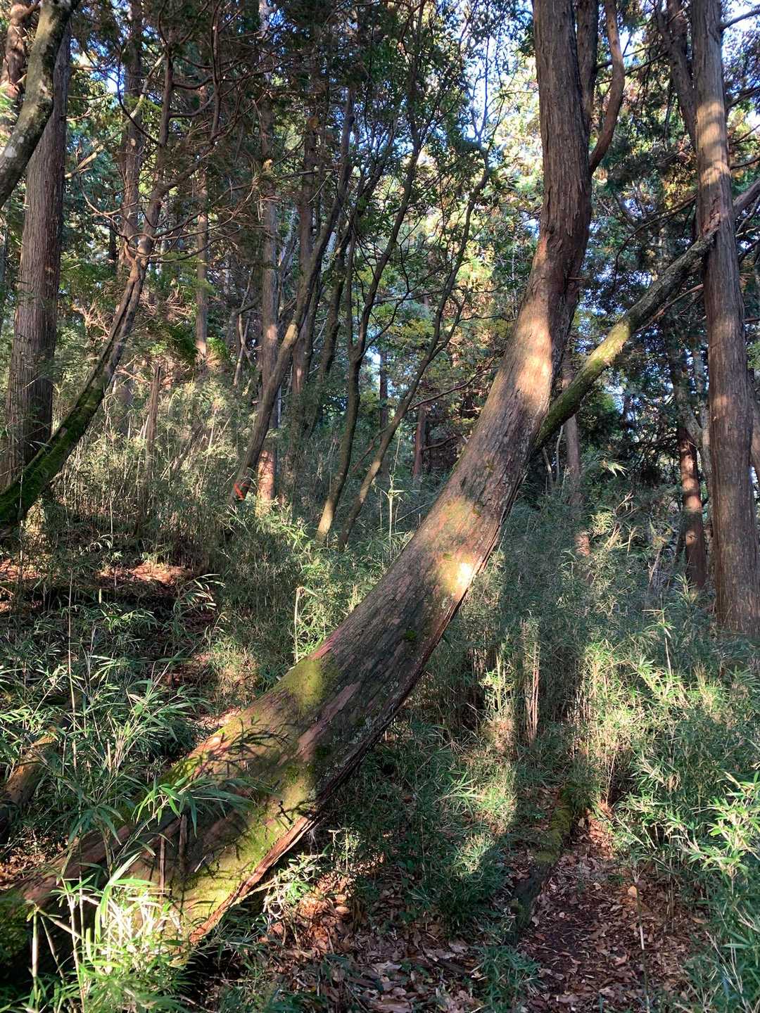 斜めになっても頑張ってる木🌲